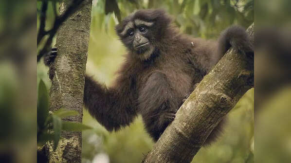 The Skywalker Hoolock Gibbon