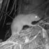 The Vangunu Giant Rat