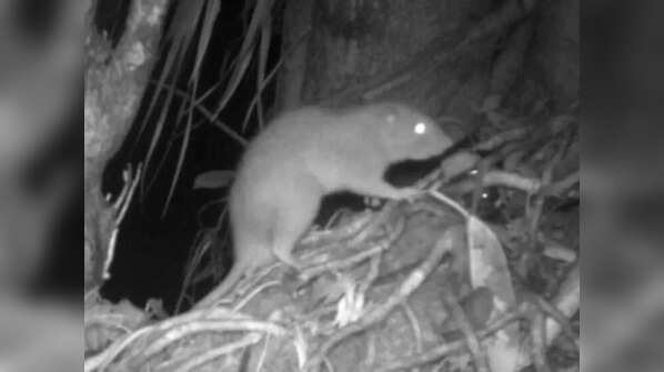 The Vangunu Giant Rat