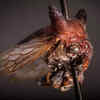 ​Lady Gaga’s Treehopper