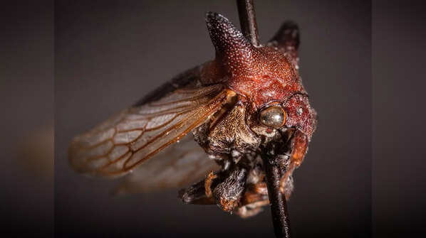Lady Gaga’s Treehopper