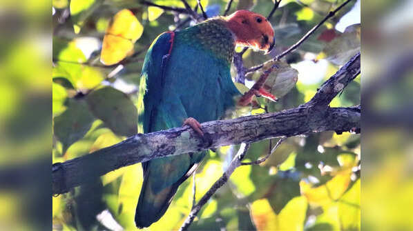 The Bald Parrot