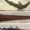 Six-Gill Sawsharks