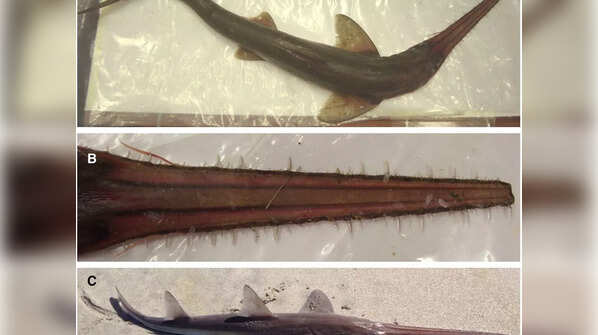 Six-Gill Sawsharks