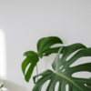 Article image for: Air-purifying