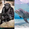 Most Intelligent Animals In Order
