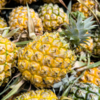 ​Pineapple​