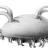 Sea Pig