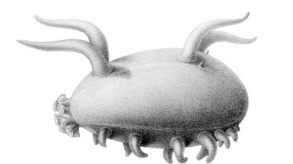 Sea Pig
