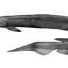 Frilled Shark