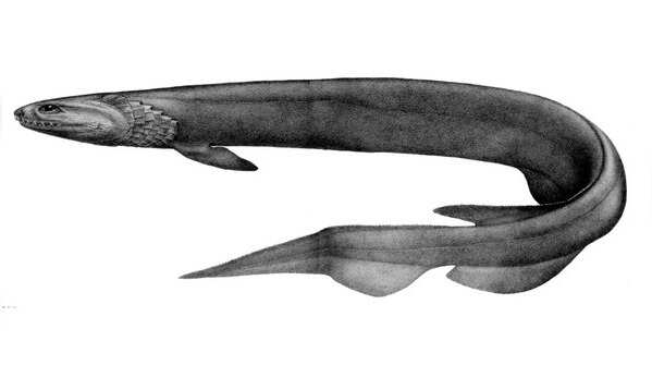 Frilled Shark