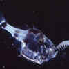 Article image for: Deep-Sea Hatchetfish