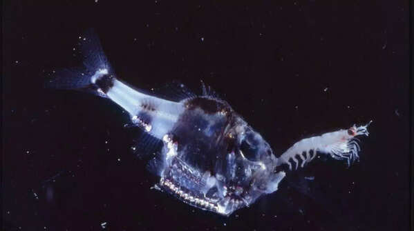 Deep-Sea Hatchetfish
