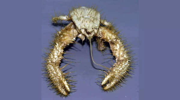 Yeti Crab