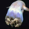 Dumbo Octopus