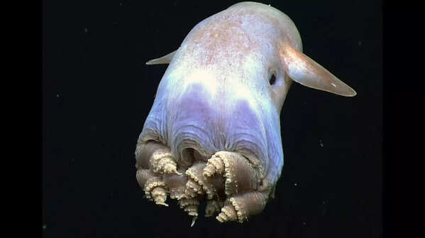 Dumbo Octopus