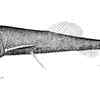 Deep-Sea Dragonfish