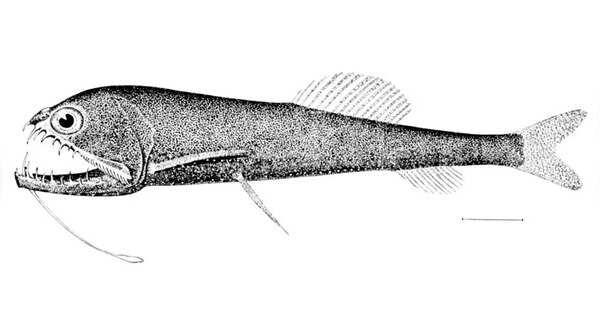 Deep-Sea Dragonfish