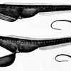 Gulper Eel