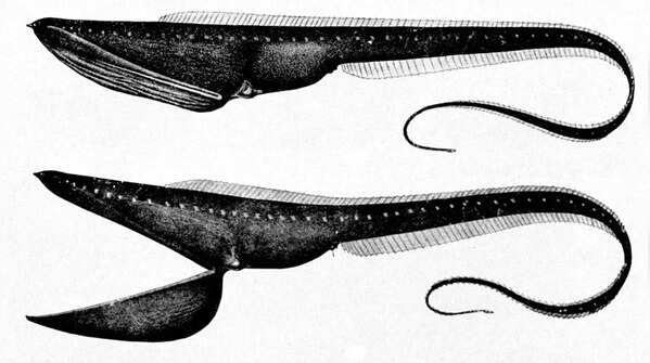 Gulper Eel