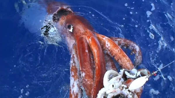 Giant Squid