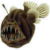 Anglerfish