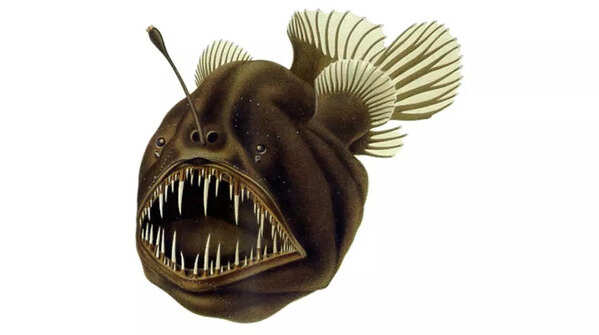 Anglerfish