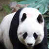 Article image for: <i class="tbold">giant</i> Panda