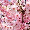 Article image for: <i class="tbold">cherry blossom</i>s