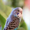 Which Birds are Kept As Pets: Top Popular and Exotic Choices