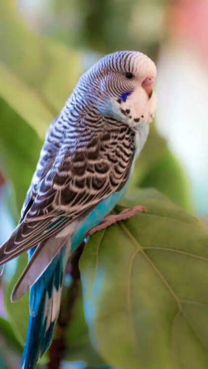 Which Birds are Kept As Pets: Top Popular and Exotic Choices
