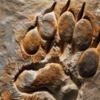 ​Evolutionary perspective
