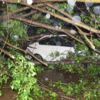 Trees uprooted
