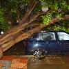Trees uprooted
