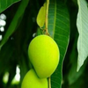 How to use raw mango or <i class="tbold">kairi</i> in your beauty routine