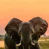 Article image for: <i class="tbold">african elephants</i>