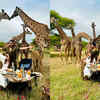 Article image for: Breakfast with Giraffes: A <i class="tbold">unique experience</i>