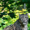 <i class="tbold">snow leopard</i>