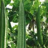 Article image for: <i class="tbold">ridge gourd</i> hair oil
