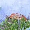 Article image for: <i class="tbold">tulsi plant</i>