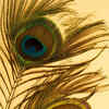Article image for: <i class="tbold">peacock feather</i>