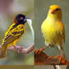 Yellow Colored Birds
