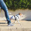 Unusual pet laws in Italy 