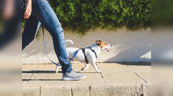 Unusual pet laws in Italy