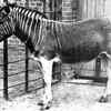 The last quagga 