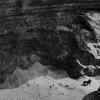 The last Barbary lion 