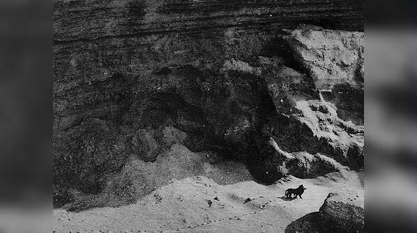 The last Barbary lion