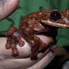 Toughie, the Rabbs’ fringe-limbed treefrog 