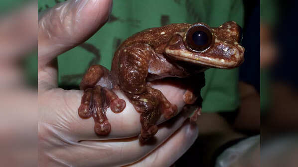 Toughie, the Rabbs’ fringe-limbed treefrog