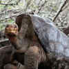 Lonesome George, the Pinta Island tortoise 
